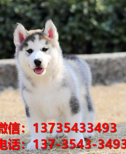 临汾宠物狗狗犬舍出售纯种哈士奇犬幼犬卖狗买