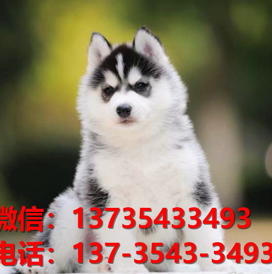 漳州宠物狗狗犬舍出售纯种哈士奇幼犬卖狗买狗