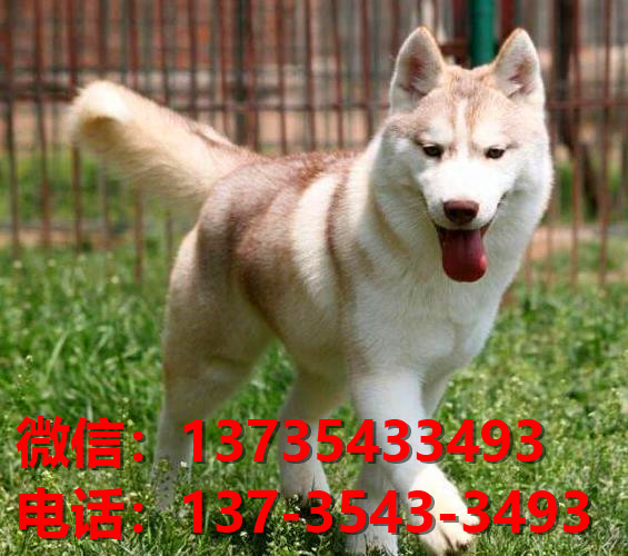 萍乡宠物狗狗犬舍出售纯种哈士奇幼犬网上买狗卖狗网站在哪里有狗市场