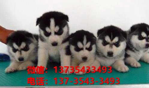 日照宠物狗犬舍领养纯种哈士奇犬网上买狗卖狗地方在哪有狗市场