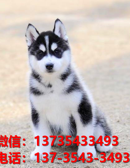 日照宠物狗犬舍领养纯种哈士奇犬网上买狗卖狗