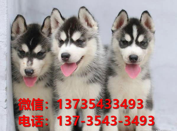 威海宠物狗狗犬舍领养纯种哈士奇犬网上卖狗买狗地方在哪有狗市场