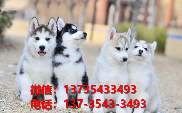 荆州宠物狗犬舍出售哈士奇犬幼犬网上买狗卖狗的地方在哪里有狗市
