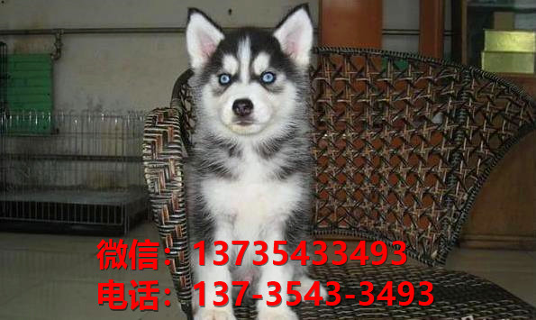 平顶山宠物狗犬舍领养纯种哈士奇幼犬网上买狗卖狗网站的地方在哪有狗市场