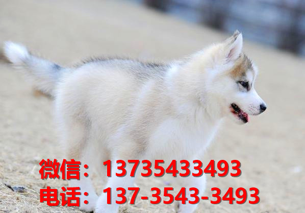 荆州宠物狗犬舍出售哈士奇犬幼犬网上买狗卖狗的地方在哪里有狗市