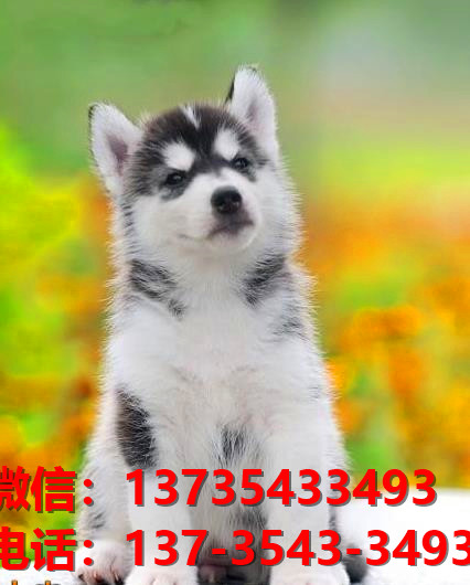 荆州宠物狗犬舍出售哈士奇犬幼犬网上买狗卖狗的地方在哪里有狗市