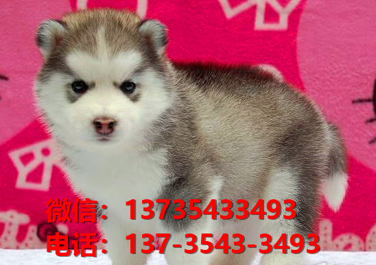 延安宠物狗狗犬舍出售纯种哈士奇犬卖狗买狗地方在哪有狗市场领养