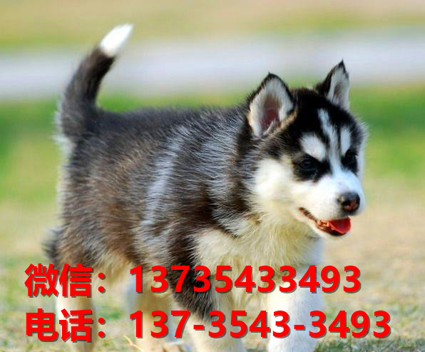 保山宠物狗狗犬舍出售纯种哈士奇犬卖狗买狗地