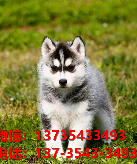 丽江宠物狗狗犬舍出售纯种哈士奇犬卖狗买狗地