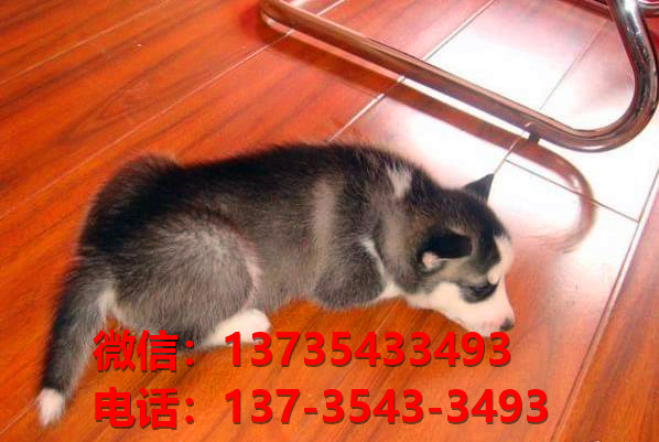 成都宠物狗犬舍出售纯种哈士奇犬卖狗买狗地方在哪有狗市场领养
