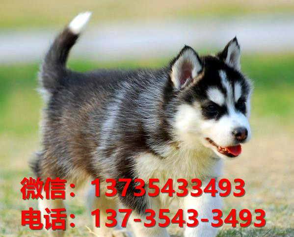 攀枝花宠物狗犬舍出售纯种哈士奇犬领养卖狗买