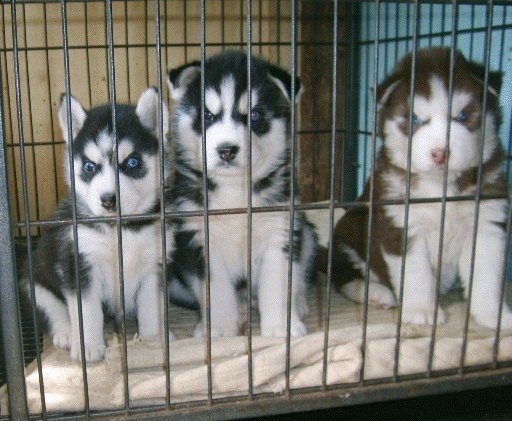 普洱镇沅县买狗请进 镇沅县买哈士奇请进