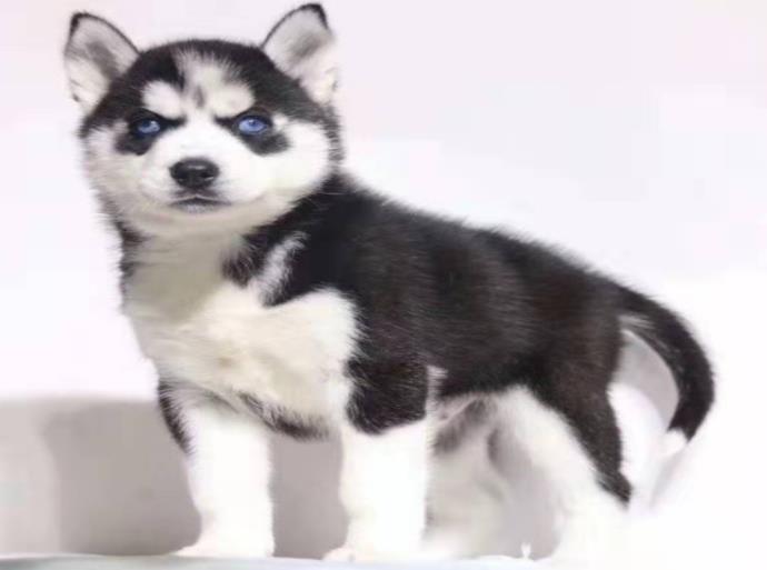 三把火蓝眼睛哈士奇