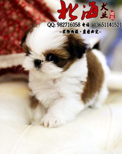 北京房山区纯种西施犬多少钱一只