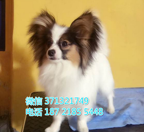 蝴蝶犬出售重庆专业繁殖蝴蝶犬 小型犬 可自取