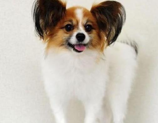 南昌宠物狗狗犬舍出售蝴蝶犬 哪里有买狗卖狗