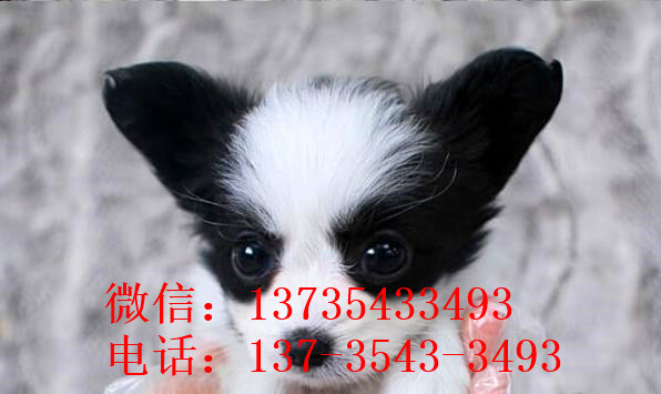 南京宠物狗狗犬舍出售蝴蝶犬 哪里有买狗卖狗市场