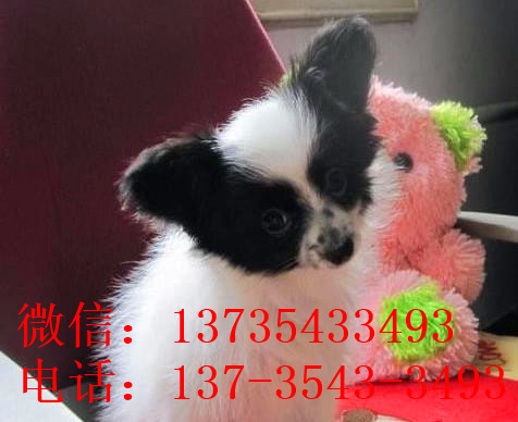 成都宠物狗狗犬舍出售蝴蝶犬 哪里有买狗卖狗市场