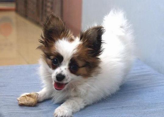 济南宠物狗狗犬舍出售蝴蝶犬 哪里有买狗卖狗