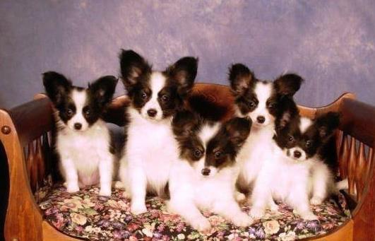 西安宠物狗狗犬舍出售蝴蝶犬 哪里有买狗卖狗