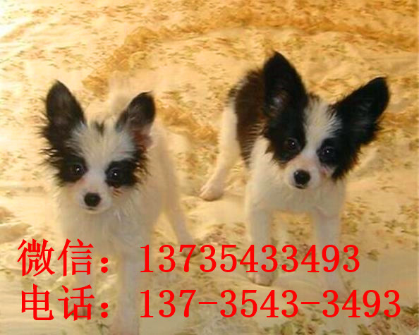 武汉宠物狗狗犬舍出售蝴蝶犬 哪里有买狗卖狗市场