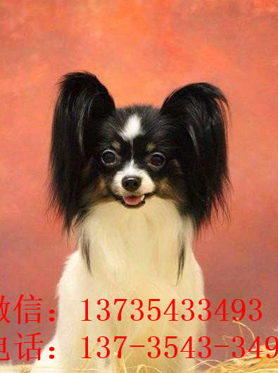 南宁宠物狗狗犬舍出售蝴蝶犬 哪里有买狗卖狗市场