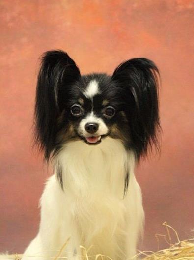 南宁宠物狗狗犬舍出售蝴蝶犬 哪里有买狗卖狗