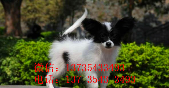 成都宠物狗狗犬舍出售蝴蝶犬 哪里有买狗卖狗市场