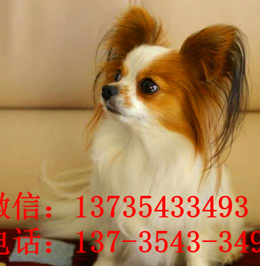 南昌宠物狗狗犬舍出售蝴蝶犬 哪里有买狗卖狗市场