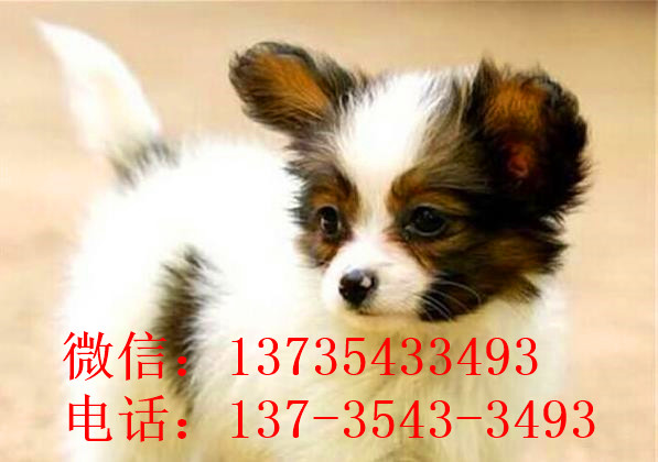 武汉宠物狗狗犬舍出售蝴蝶犬 哪里有买狗卖狗市场