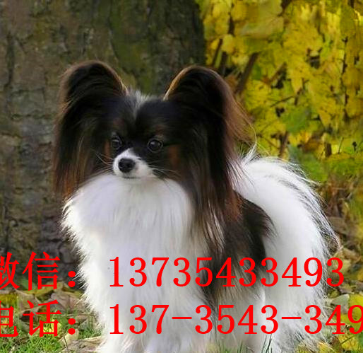 苏州宠物狗狗犬舍出售蝴蝶犬 哪里有买狗卖狗市场