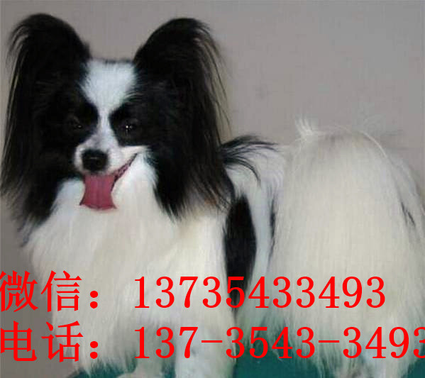 广州宠物狗狗犬舍出售蝴蝶犬 哪里有买狗卖狗市场