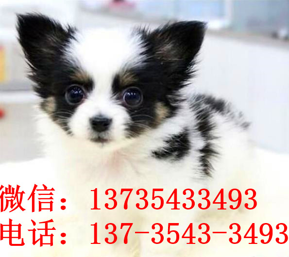 合肥宠物狗狗犬舍出售蝴蝶犬 哪里有买狗卖狗市场