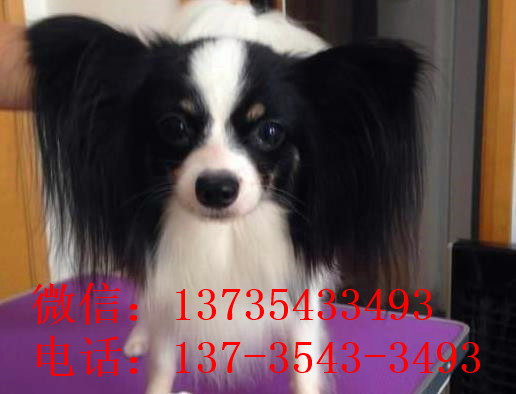 合肥宠物狗狗犬舍出售蝴蝶犬 哪里有买狗卖狗市场