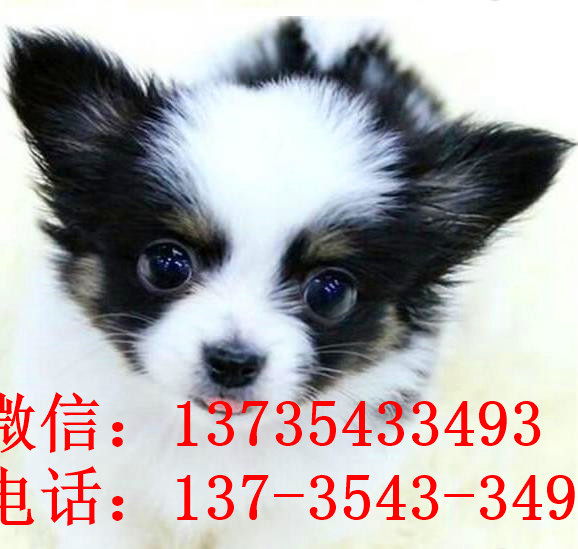 南宁宠物狗狗犬舍出售蝴蝶犬 哪里有买狗卖狗市场