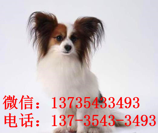 苏州宠物狗狗犬舍出售蝴蝶犬 哪里有买狗卖狗市场