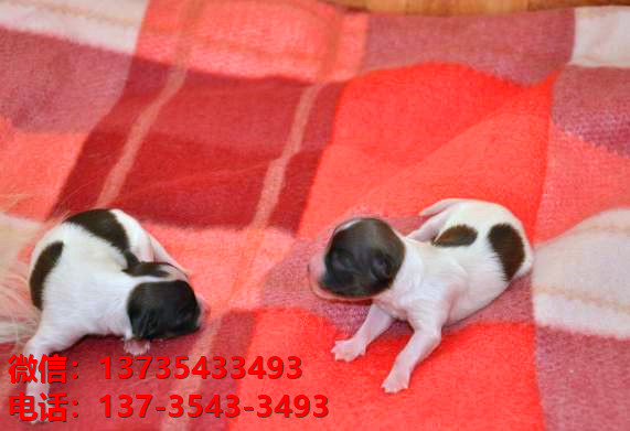 上海宠物狗犬舍出售纯种蝴蝶犬活体宠物狗网上哪里有卖狗领养狗狗买狗地方