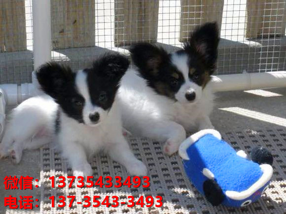 三明宠物狗犬舍出售纯种蝴蝶犬活体宠物狗网上哪里有卖狗领养狗狗买狗地方