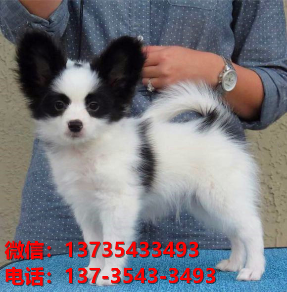 济宁宠物狗犬舍出售纯种蝴蝶犬活体宠物狗网上哪里有卖狗领养狗狗买狗地方