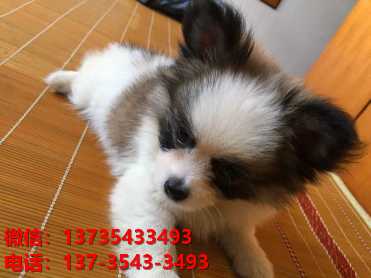 宜昌宠物狗犬舍出售纯种蝴蝶犬活体宠物狗网上哪里有卖狗领养狗狗买狗地方