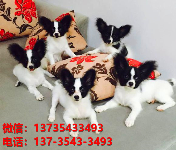 宜昌宠物狗犬舍出售纯种蝴蝶犬活体宠物狗网上哪里有卖狗领养狗狗买狗地方