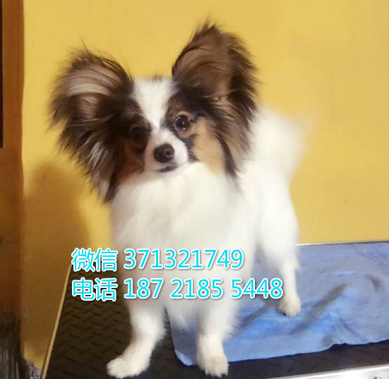 武汉特惠 蝴蝶犬出售纯种幼犬 武汉哪里有犬舍