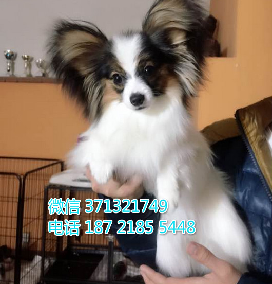武汉特惠 蝴蝶犬出售纯种幼犬 武汉哪里有犬舍