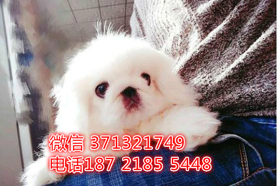 成都京巴犬出售纯种幼犬 小型犬 狗场繁殖