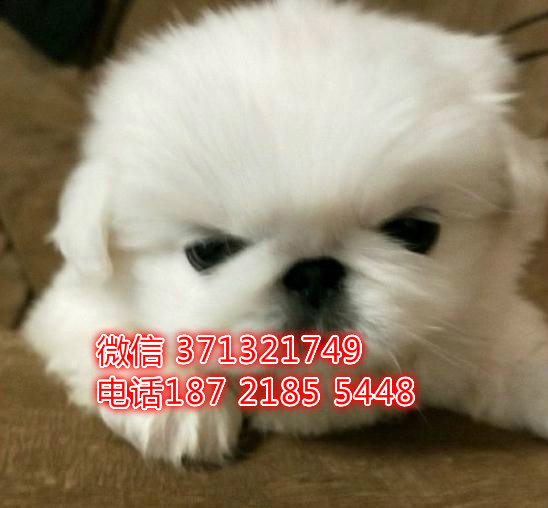 京巴犬出售小型犬 厦门犬舍出售，厦门狗场