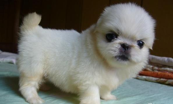 成都宠物狗狗犬舍出售纯种京巴犬 哪里有卖狗