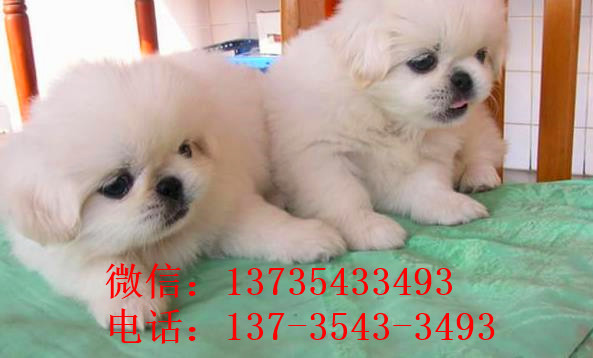 福州宠物狗狗犬舍出售纯种京巴犬 哪里有卖狗买狗市场