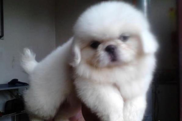 西安宠物狗狗犬舍出售纯种京巴犬 哪里有卖狗