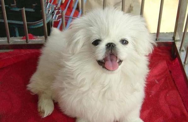 南京宠物狗狗犬舍出售纯种京巴犬 哪里有卖狗