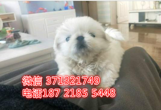 深圳狗狗 京巴犬出售纯种幼犬 深圳实体店 全国发货